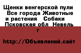 Щенки венгерской пули - Все города Животные и растения » Собаки   . Псковская обл.,Невель г.